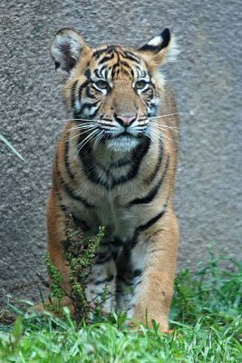 Cub Face