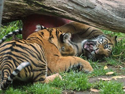 Ferocious Play