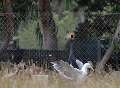 Gull and Crowned Crane