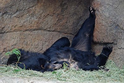 Spectacled  Bears