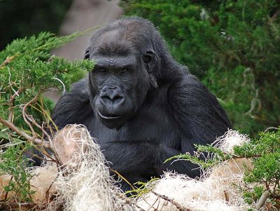 Gorilla Tree Nest