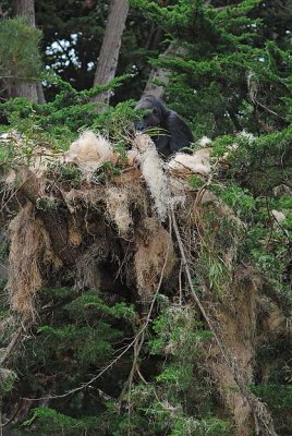 Nest High In Tree