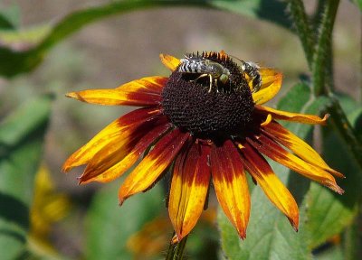 Bees on a Cone Flower