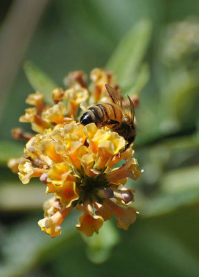 Translucent Bee