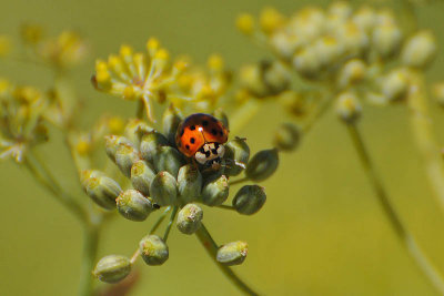 Ladybug Amid Yellow