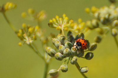 Another Ladybug