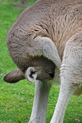 Kangaroos & Wallabys