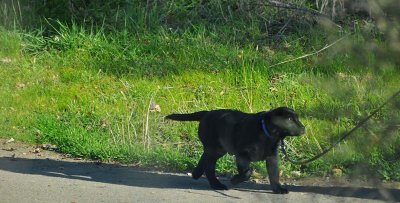 Long-shadowed Pup