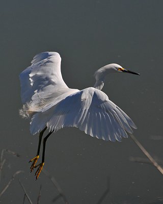 Graceful Landing