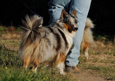 Australian Shepherd