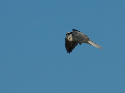 White-tailed Kite Hovering