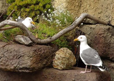 Nesting Gulls - Baby Under Wing