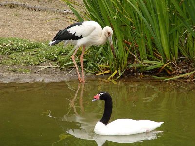 Stork  & Black-Necked Swan