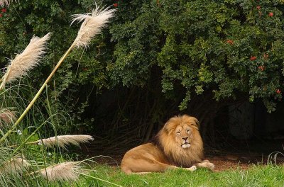 Laying By Pampas Grass