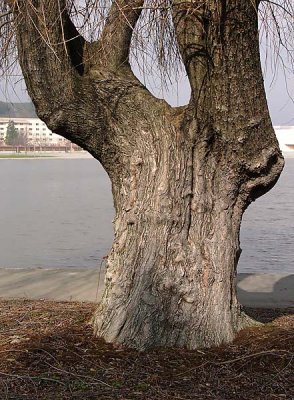 Gnarly Trunk