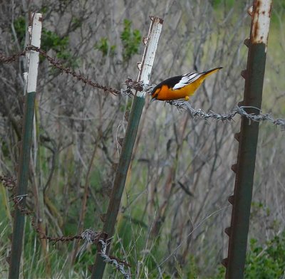 Bullock's Oriole on the Fence
