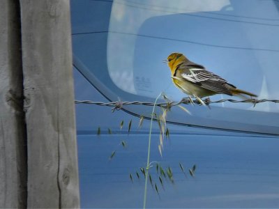 Female Bullock's Oriole
