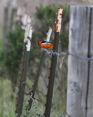 Walking on a Wire