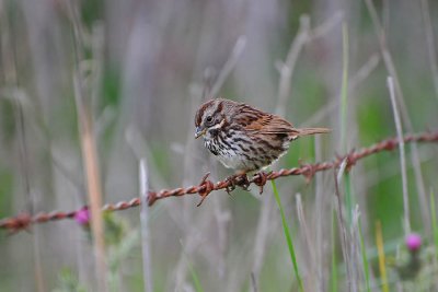 Song Sparrow on Fence