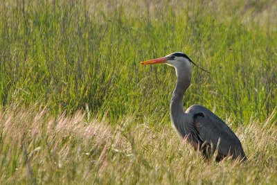 Great Blue Heron in Morning Light
