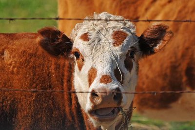 Straw Face