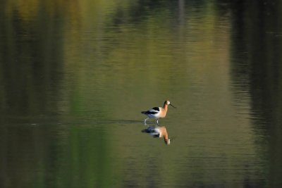 Colors and Reflection