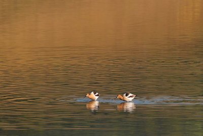 Avocet Gold