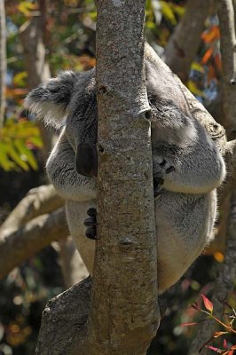 Koala Tree Nap