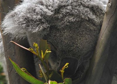 Koala Close Up