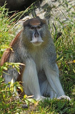 Patas Monkey