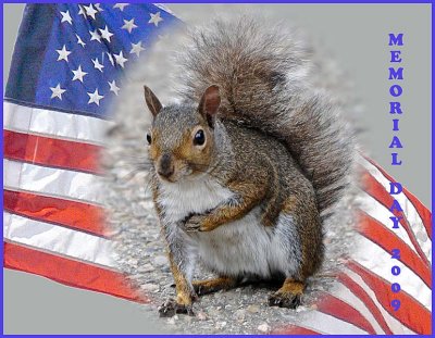 Patriotic Squirrel - I Pledge Allegiance. . .