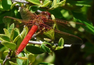 Cardinal Meadowhawk Dragonfly