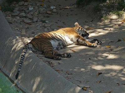 Young Tiger Sleeping