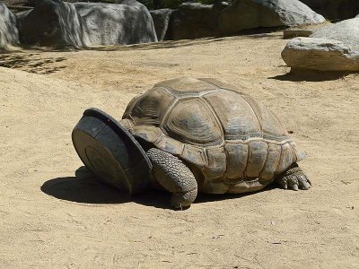 Aldabra Tortoise Getting the Last Crumbs