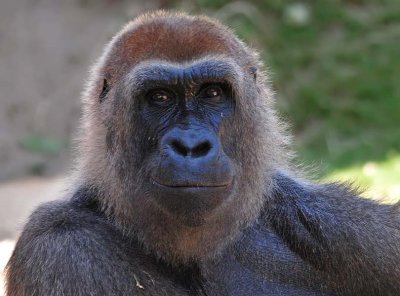 Expressive Gorilla