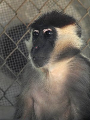 Mangabey Profile