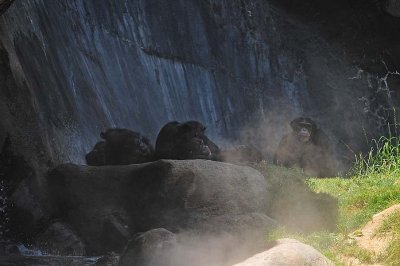 Chimpanzees In the Mists