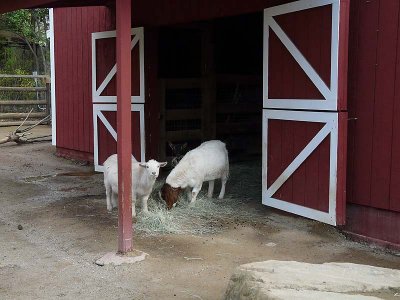 The Goat Barn