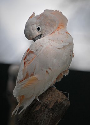 Moluccan Cockatoo