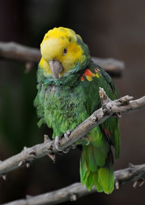 Double Yellow Amazon Parrot