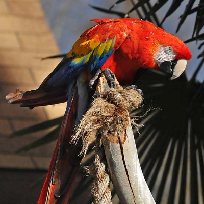 Scarlet Macaw Stare