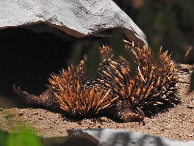 Big Stretch - Made for Digging!