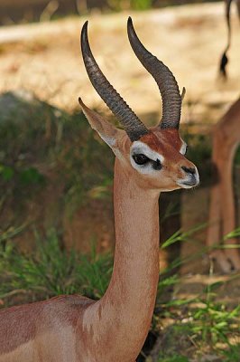 Gerenuk Male