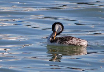 Self-Cleaning Grebe