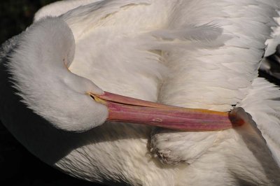 Pelican Grooming
