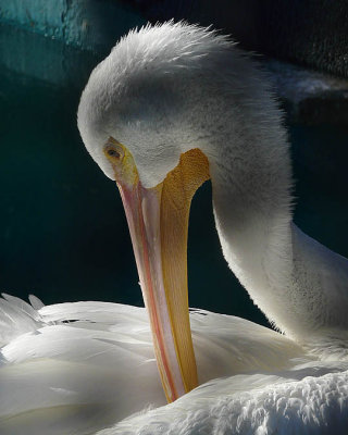 Pelican Preen
