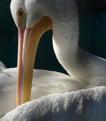 Pelican Model