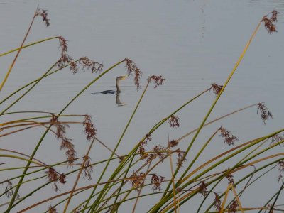 Cormorant and Reeds