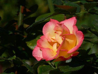 Pink and Yellow Rose