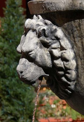 Fountain Lion